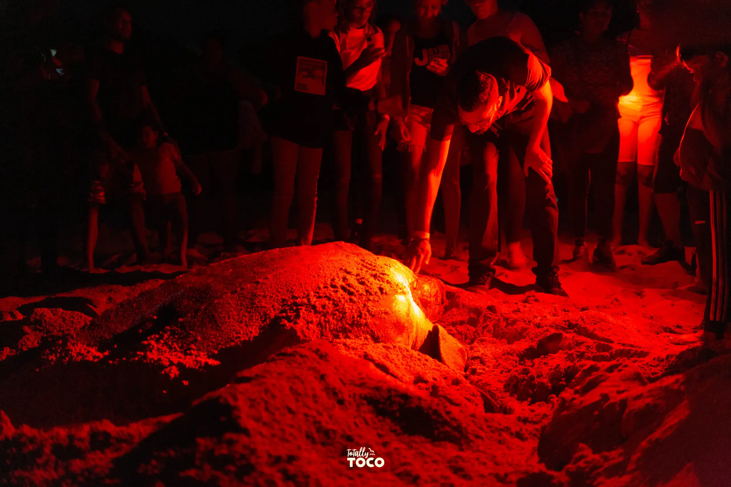 Tides & Turtles- Leatherback Turtle Watching Experience - Image 5