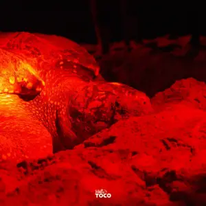 Tides & Turtles- Leatherback Turtle Watching Experience