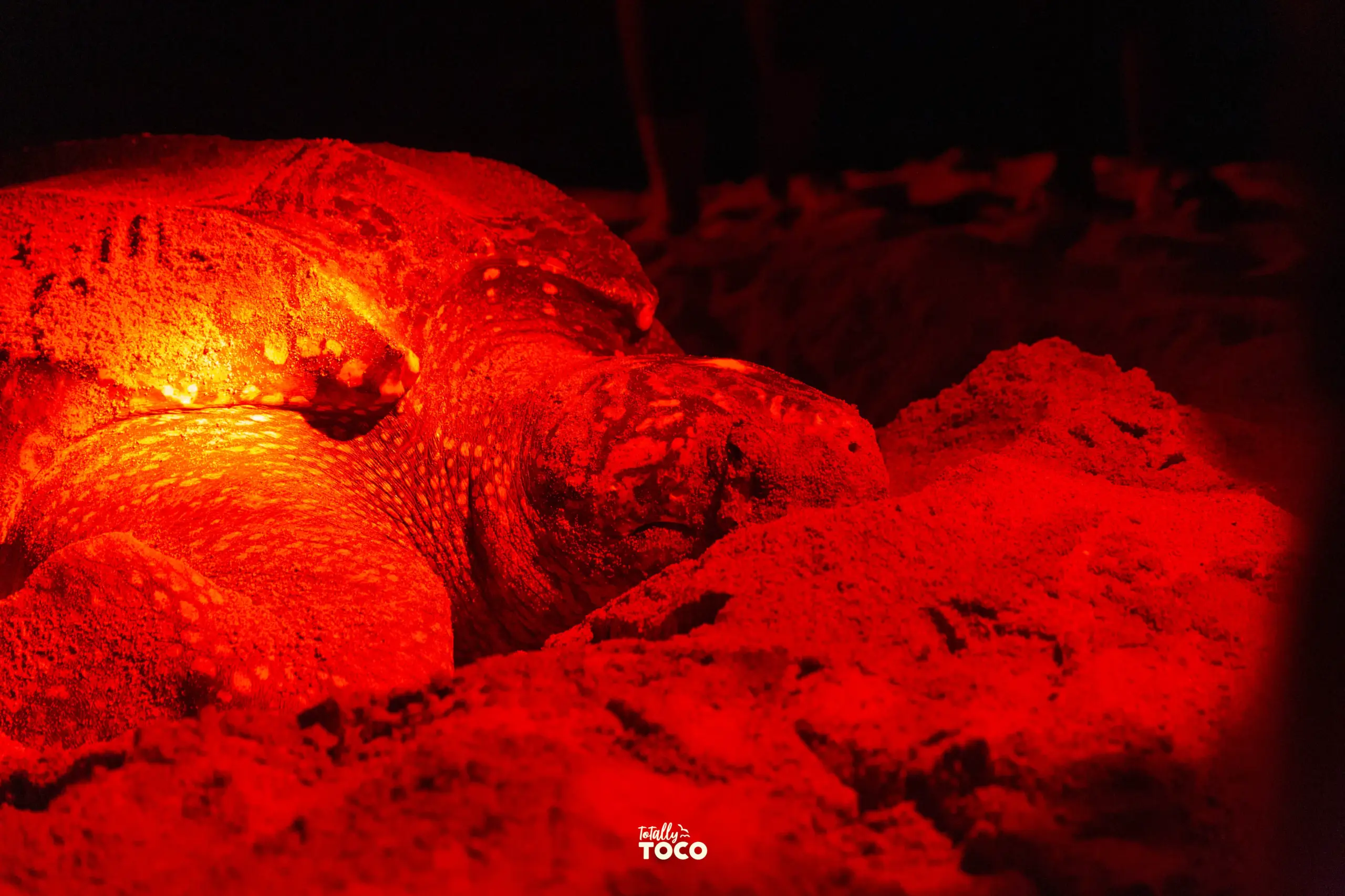 Tides & Turtles- Leatherback Turtle Watching Experience