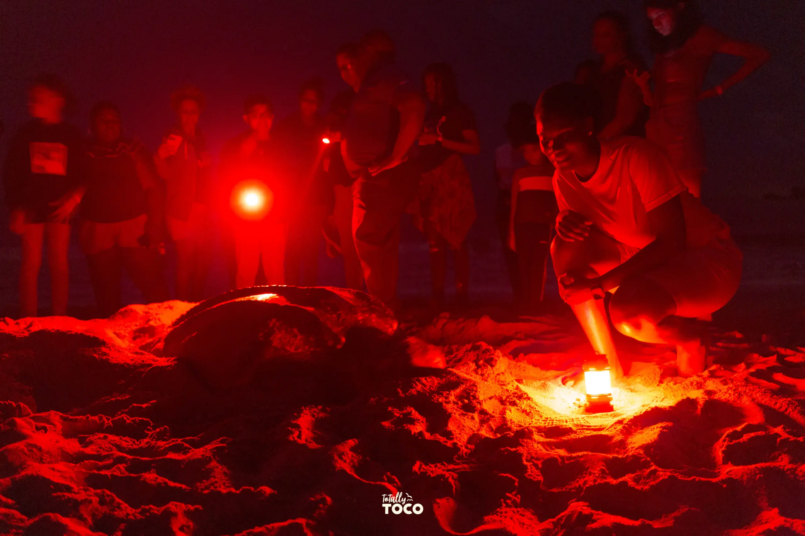 Tides & Turtles- Leatherback Turtle Watching Experience - Image 2